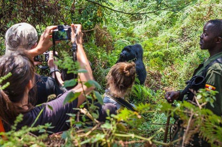 Gorilla Trek di 2 giorni in Uganda