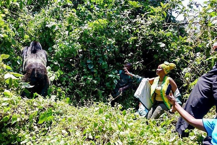 2-Day Gorilla Trek in Uganda