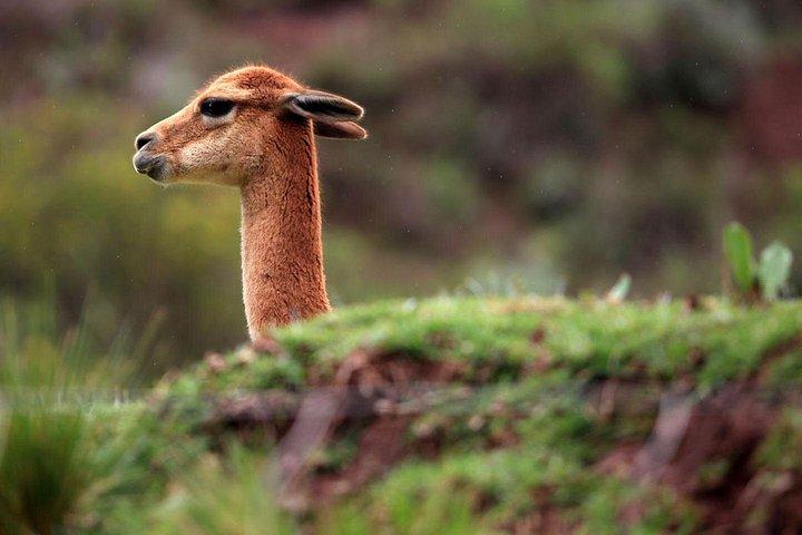 神聖な谷での一日-クスコのパントリー