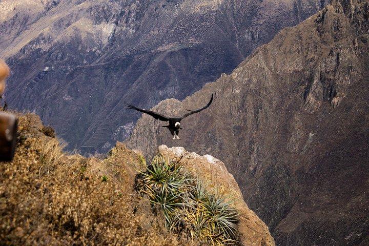 2 dag 1 nat trek / Colca Canyon