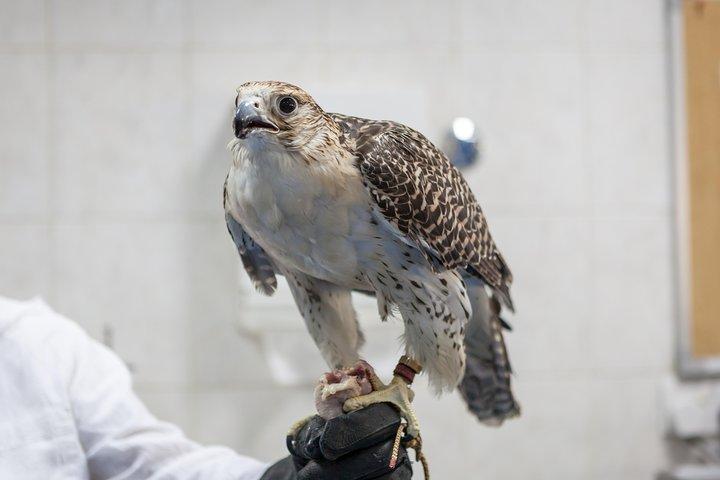 Visite de l'hôpital Falcon avec prise en charge et retour à l'hôtel