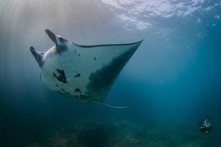 Bali Hai - Nusa Penida Adventure Cruise