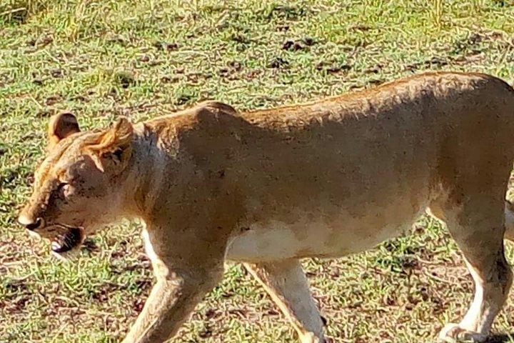 7 Days Mara / L.Naivasha / L.Nakuru / Amboseli