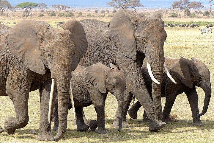 7 Days Mara / L.Naivasha / L.Nakuru / Amboseli