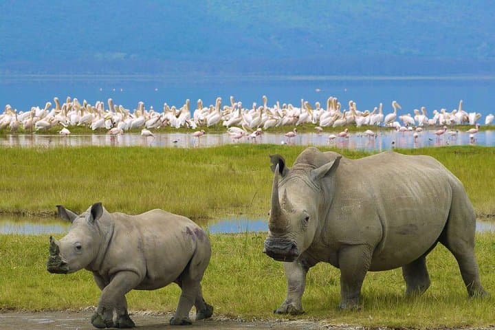 Lake Nakuru National Park - Day Trip (With Park Fees)