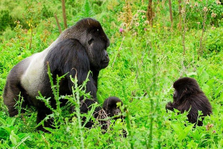 1-dags Gorilla Trekking Safari Tour