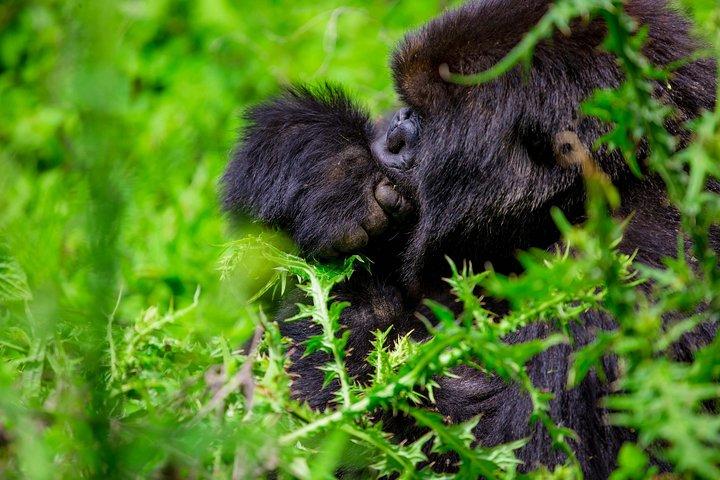 1-dags Gorilla Trekking Safari Tour