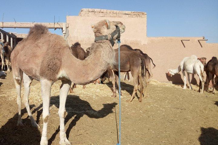 Tour privato di un giorno di Ait Ben Haddou e Ouarzazate da Marrakech