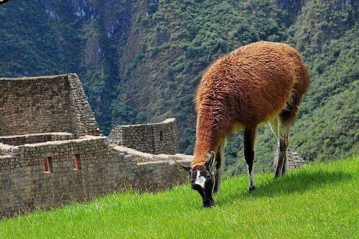 Excursão de 1 dia Machu Picchu de Cusco