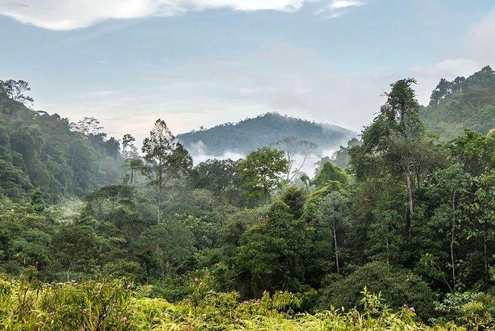 Traslado privado: Kuala Lumpur al Parque Nacional Taman Negara (embarcadero de Kuala Tahan)