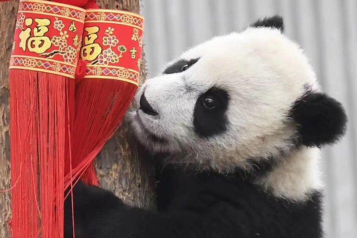 都江堰または臥龍パンダ基地でパンダボランティア体験