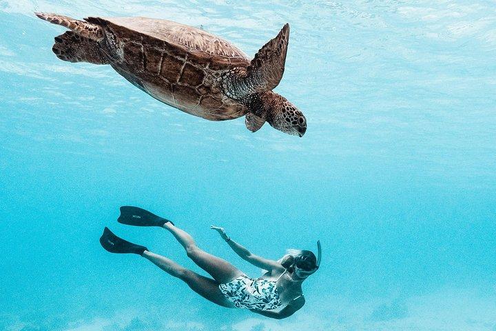 水中写真撮影付きモーレアラグーンプライベートボートツアー