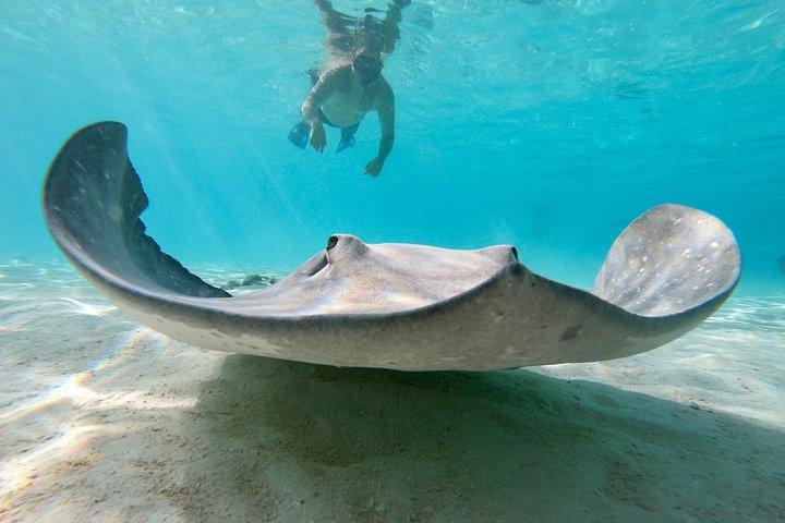 Private Bootstour durch die Moorea Lagune mit Unterwasserfotografie