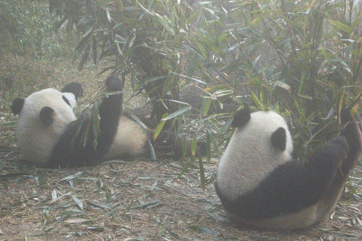 Chengdu Panda Base e drop off Chengdu Railway Station Day Tour