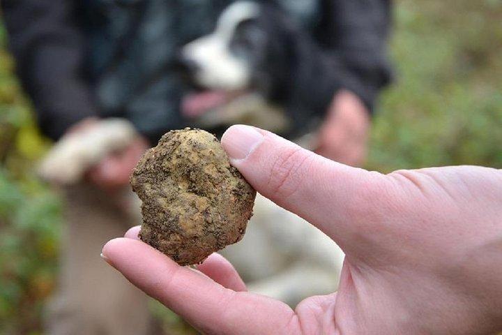 Trøffeljagt i Firenzes Toscana-bakker