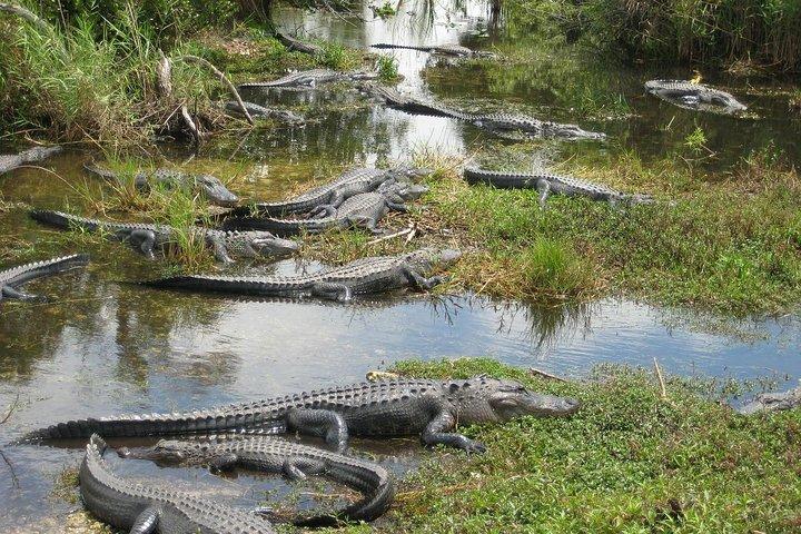 Private 4-stündige Tour durch die Everglades von Miami Dade