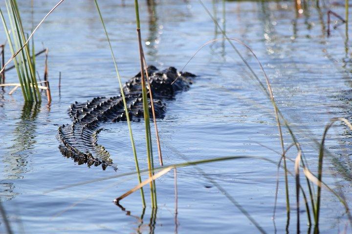 Visite privée des Everglades de 4 heures au départ de Miami Dade