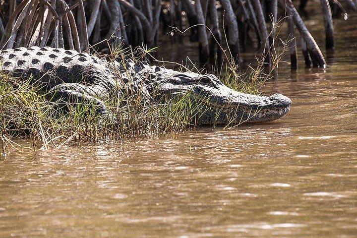 Visite privée des Everglades de 4 heures au départ de Miami Dade