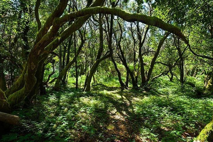 Excursion d'une journée à La Gomera au départ de Tenerife