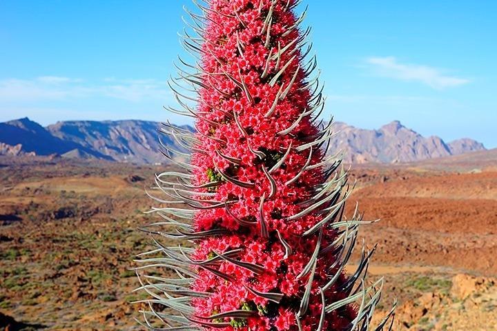 Tagestour: Höhepunkte von Teneriffa