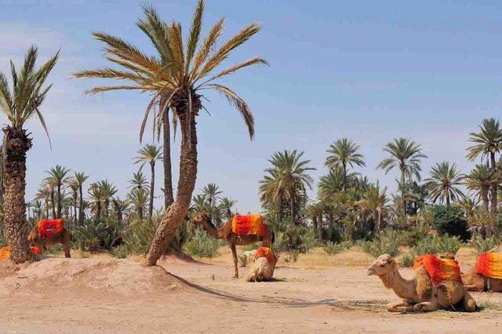 Kamelritt i Marrakech