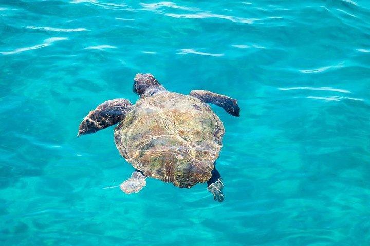 Krydstogt til skildpadds ø og huler med en glasbundsbåd