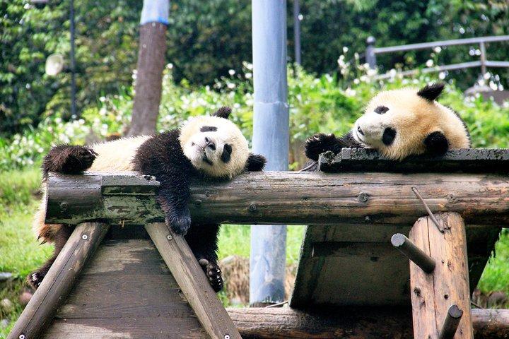 パンダ基地とDujiangyan灌漑プロジェクトへの1日旅行