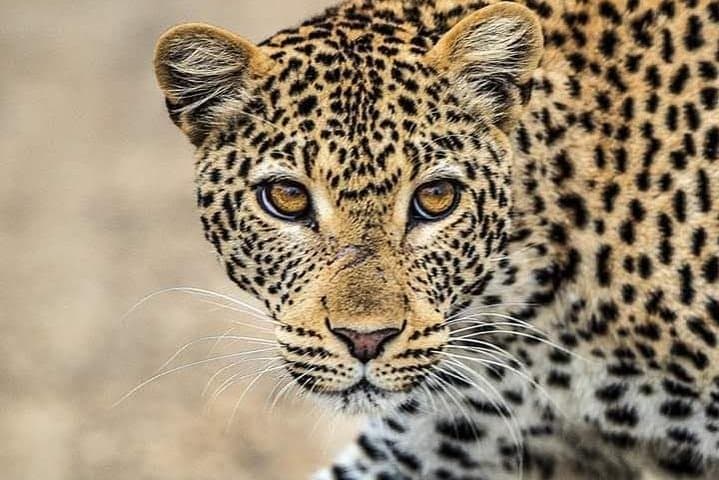 1 Day tour of Lake Nakuru National Park