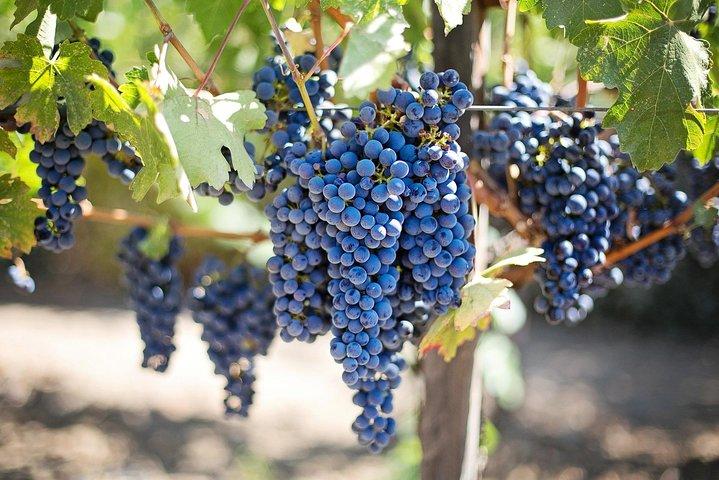 Etna vinsmagning og siciliansk frokost – lille gruppe tur fra Catania