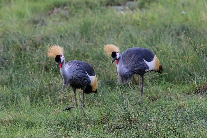 Day Tour To Amboseli National Park