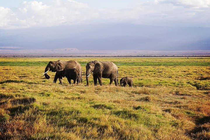 Day Tour To Amboseli National Park