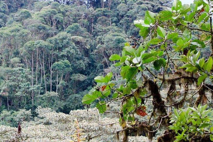 Bellavista Cloud Forest Reserve / 2 days