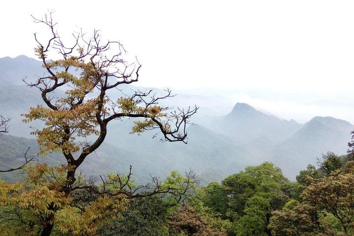 パンダ基地と道教の青城山への日帰り旅行