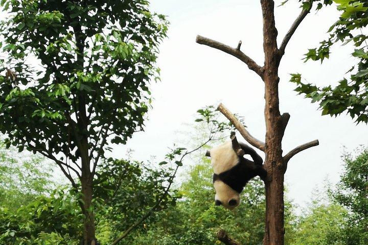 パンダ基地と道教の青城山への日帰り旅行