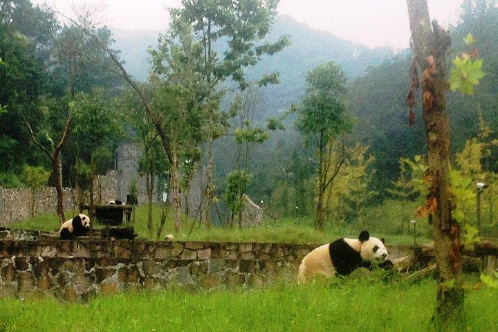 パンダ基地と道教の青城山への日帰り旅行