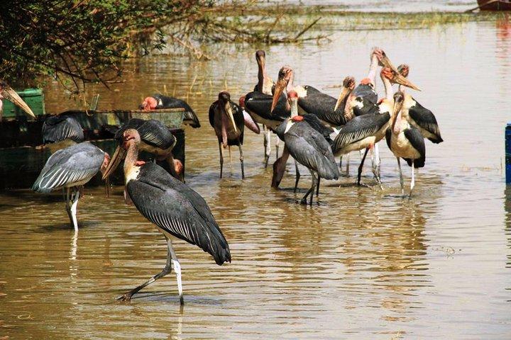 ティヤ石碑とリフト バレー レイク オブ ジウェイのユネスコ世界遺産へのツアー