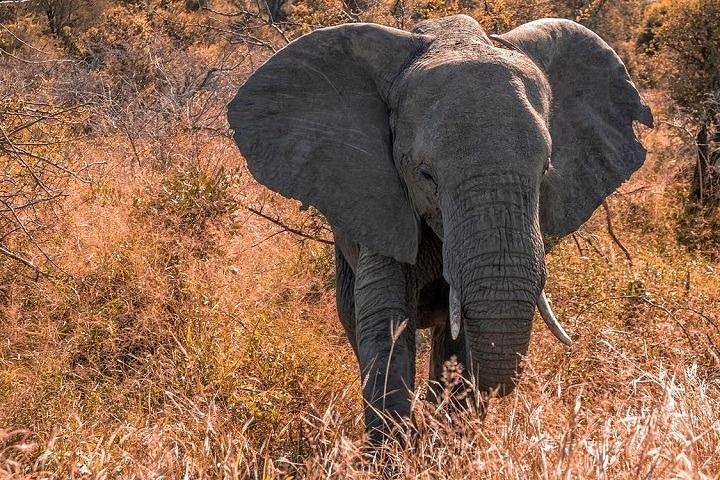 5 Tage Amboseli & Tsavo West Safari
