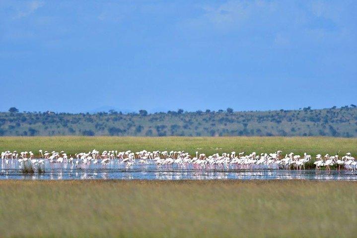 Safari selvaggio di 9 giorni Samburu- Nakuru- Mara-Naivasha- Amboseli