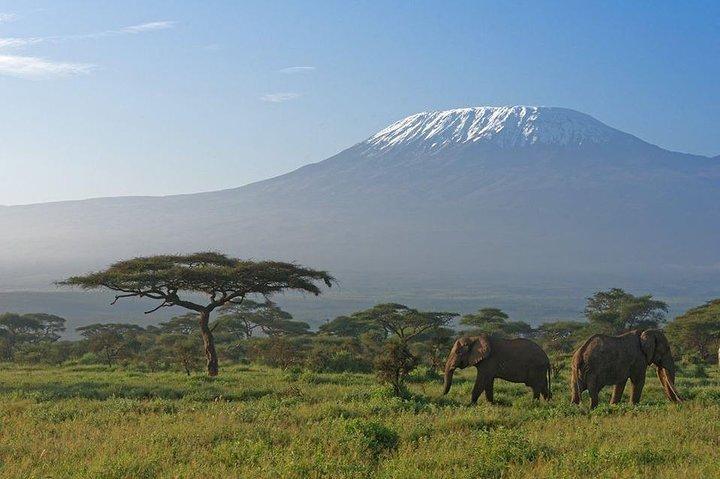 Safari selvaggio di 9 giorni Samburu- Nakuru- Mara-Naivasha- Amboseli