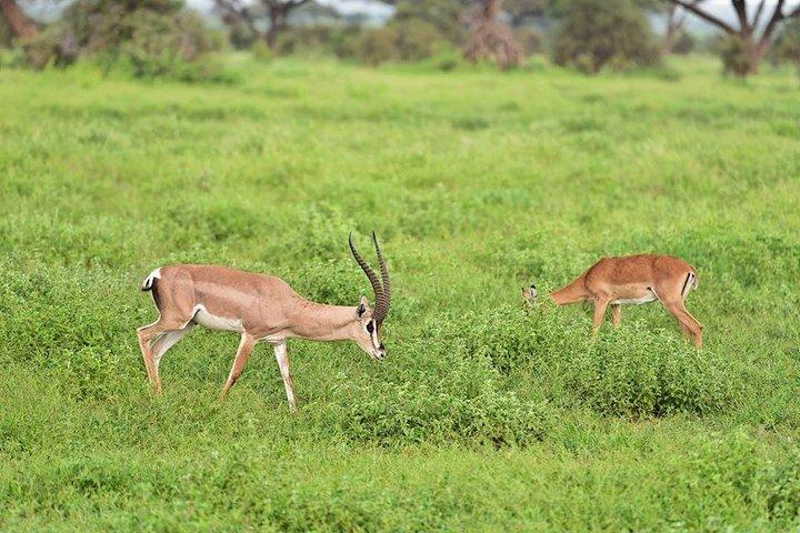 Safari selvaggio di 9 giorni Samburu- Nakuru- Mara-Naivasha- Amboseli