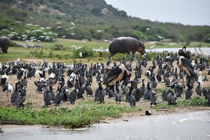 3-dages tur til Queen Elizabeth National Park
