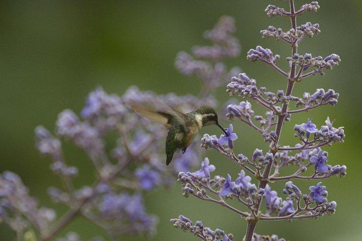 Observation des oiseaux à Cerro Blanco de Guayaquil