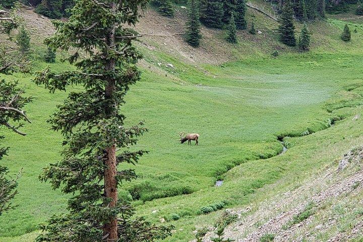 Private und personalisierte dreistündige Morgentour durch den Rocky Mountain National Park