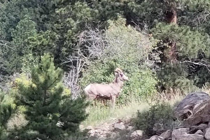 Private und personalisierte dreistündige Morgentour durch den Rocky Mountain National Park
