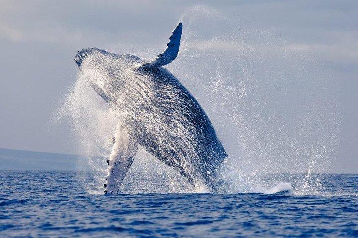 Snorkeling tour and whales watching - Machalilla National Park