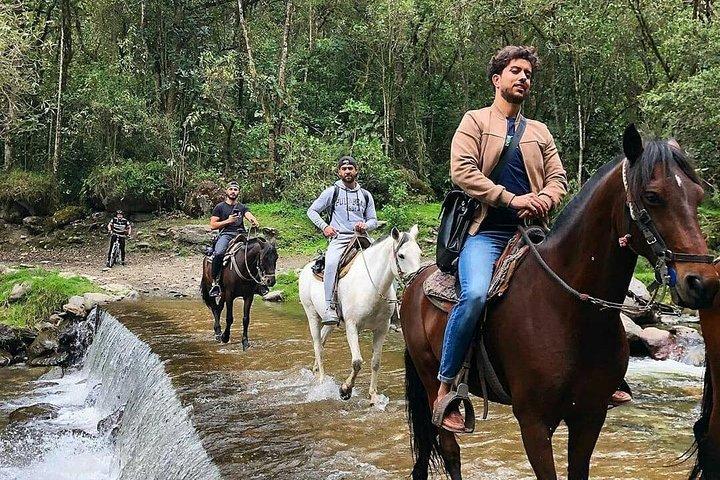 Équitation dans la forêt vierge de la vallée de Cocora