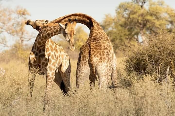 Chobe Day Trip