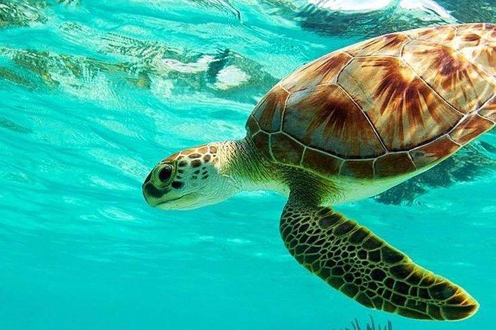 Bali : ウブドのバリスイングとブルーラグーンシュノーケリングが融合