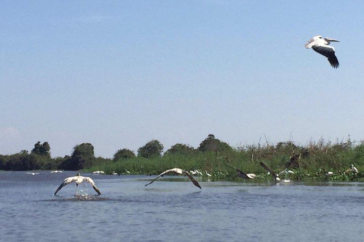 Tour Privado Prek Toal Bird Sanctuary Fora do Caminho Comum