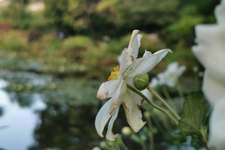 Giverny Auvers sur Oise privat rundtur